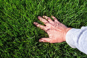 9 Common Lawn Issues and How to Fix Them